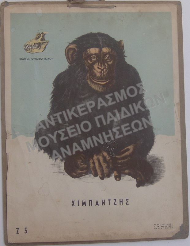 ΧΑΡΤΗΣ ΖΩΟΛΟΓΙΑΣ-ΧΙΜΠΑΤΖΗΣ